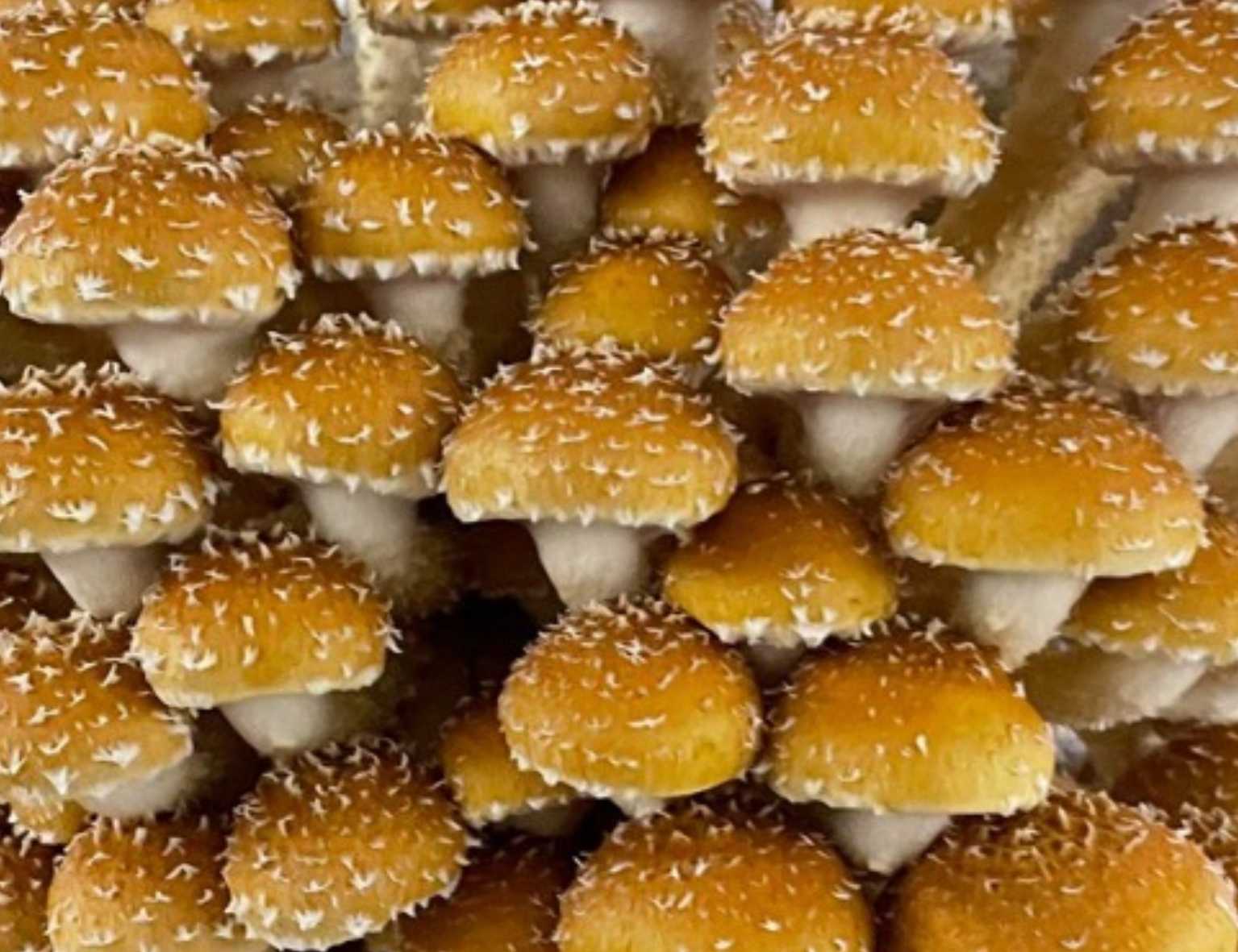 La pholiote du châtaignier