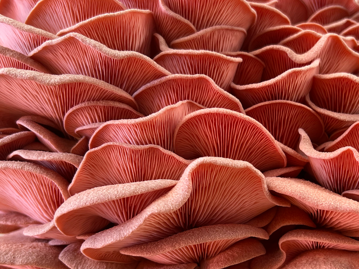 détail pleurote rose texture ferme couleur saumon