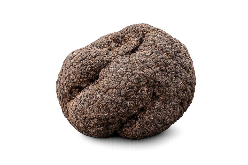 Truffe brumale fraîche Tuber brumale entière vue extérieure
