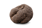 Truffe brumale fraîche Tuber brumale entière vue extérieure