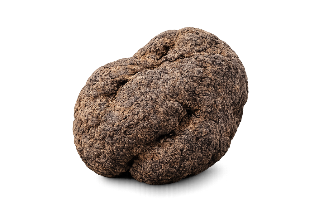 Truffe noire fraîche Tuber melanosporum deuxième choix, origine France Drôme Ardèche