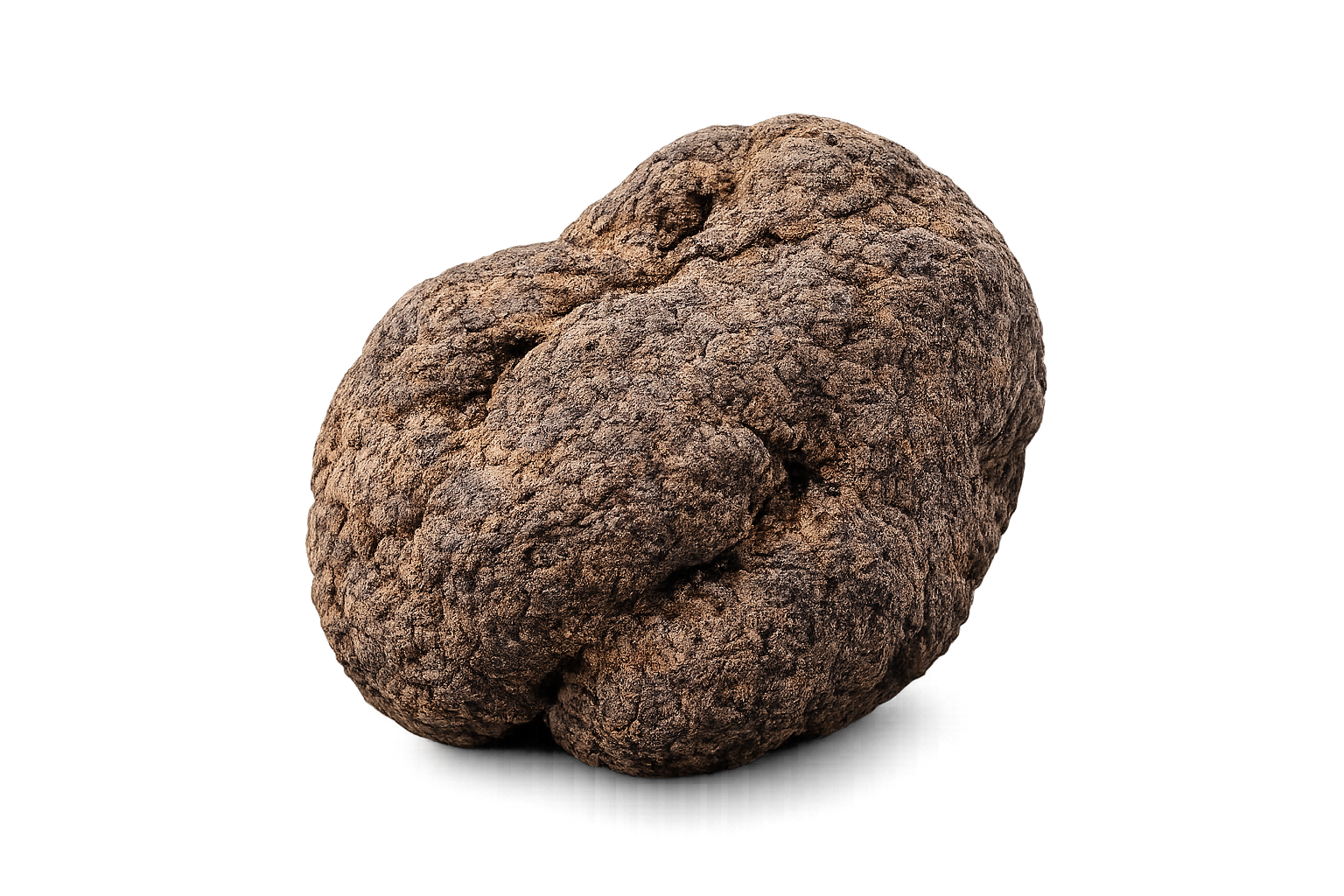 Truffe noire fraîche Tuber melanosporum deuxième choix, origine France Drôme Ardèche