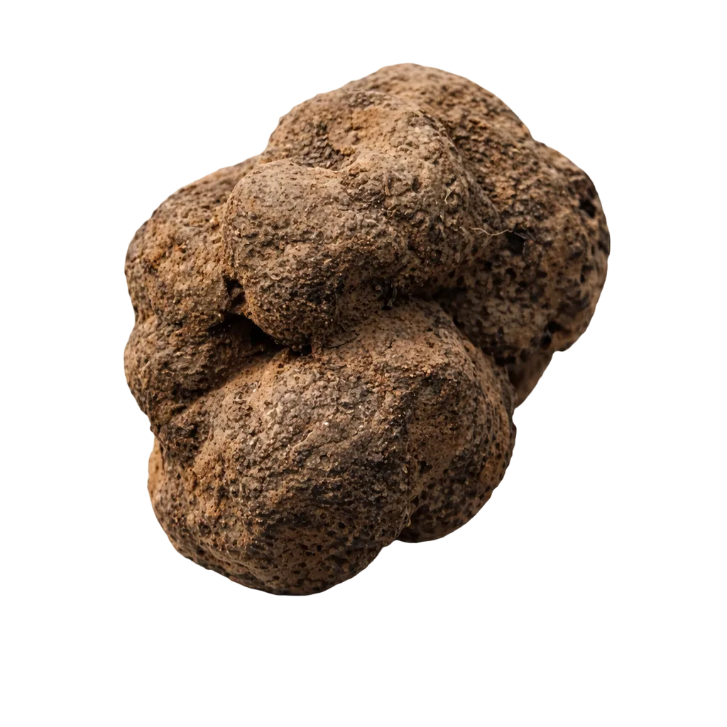 brissure truffe noire fraîche melanosporum origine france drôme ardèche