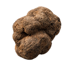 brissure truffe noire fraîche melanosporum origine france drôme ardèche