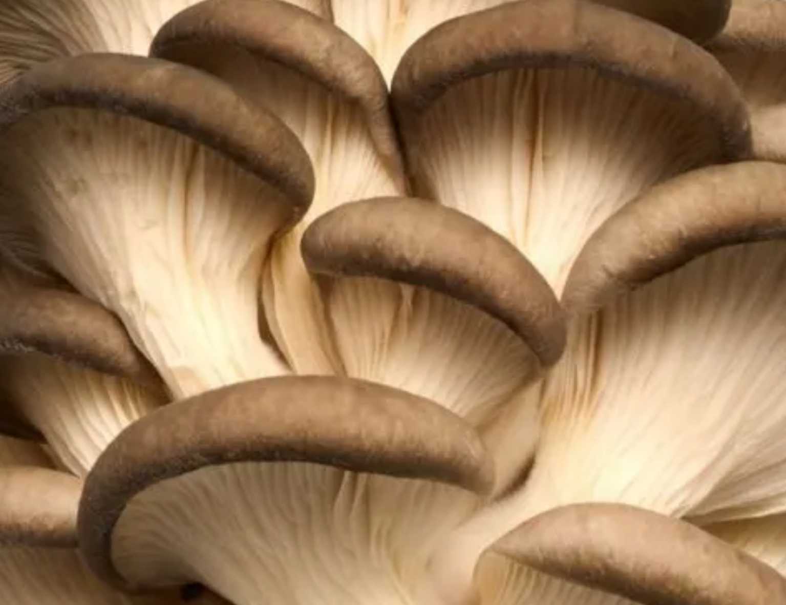 pleurote brun texture charnue brun chocolat