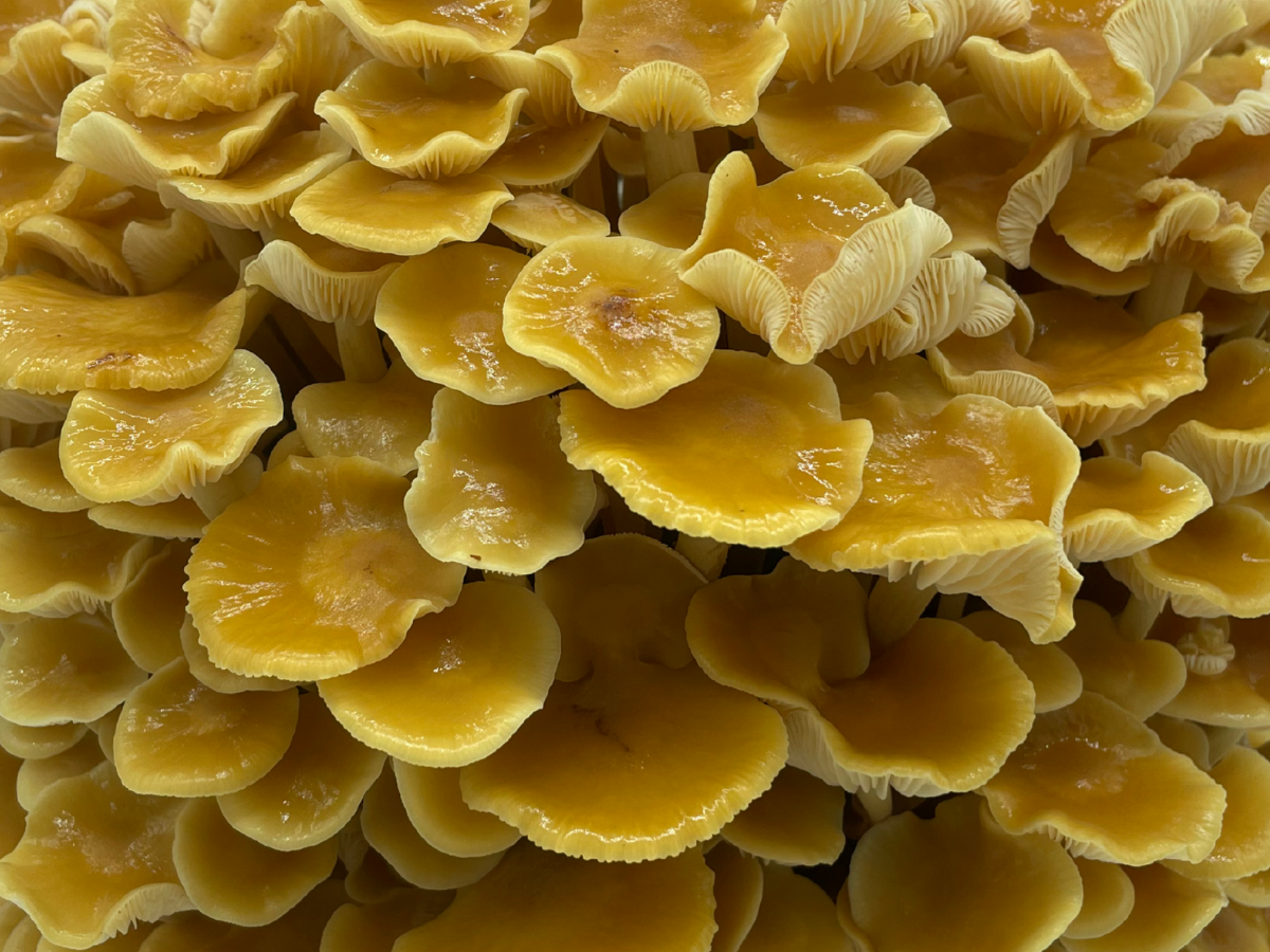détail golden enoki chapeaux jaunes miel