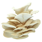 Le pleurote de l'orme