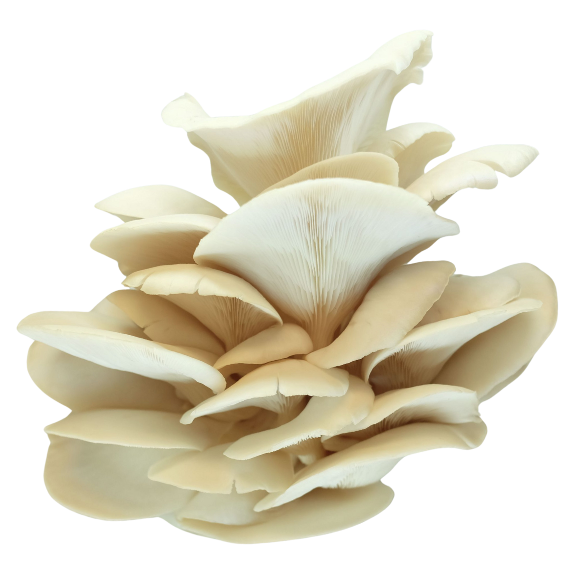 Le pleurote de l'orme