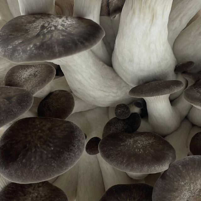 détail pleurote black pearl texture charnue et dense