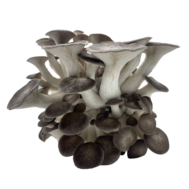 pleurote black pearl frais cultivé en drôme