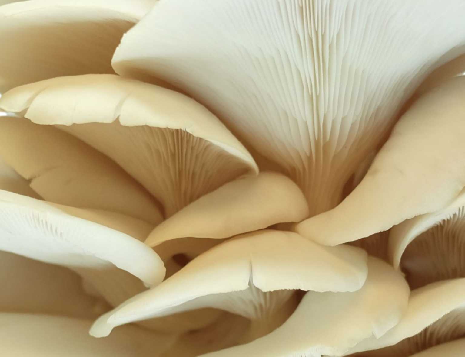 détail pleurote de l'orme texture dense ivoire