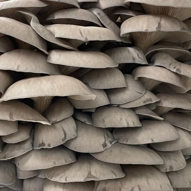 pleurote en huître frais champignon frais cultivé en Drôme pleurote gastronomique Naturélium