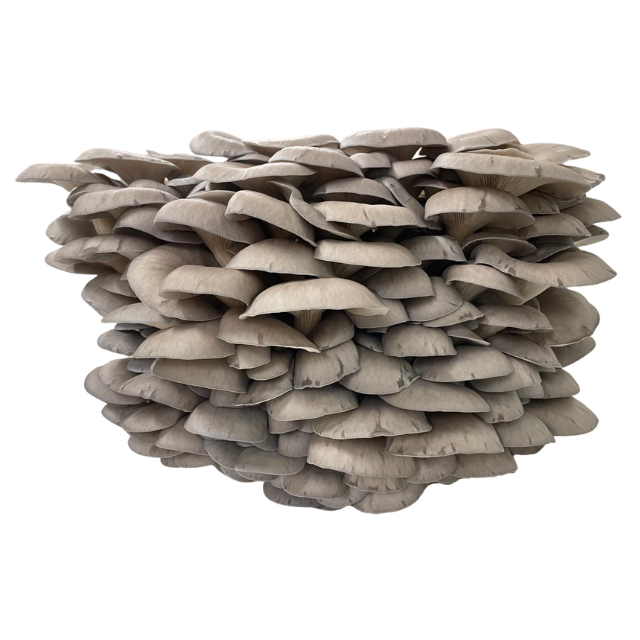 pleurote en huître frais champignon frais cultivé en Drôme pleurote gastronomique Naturélium