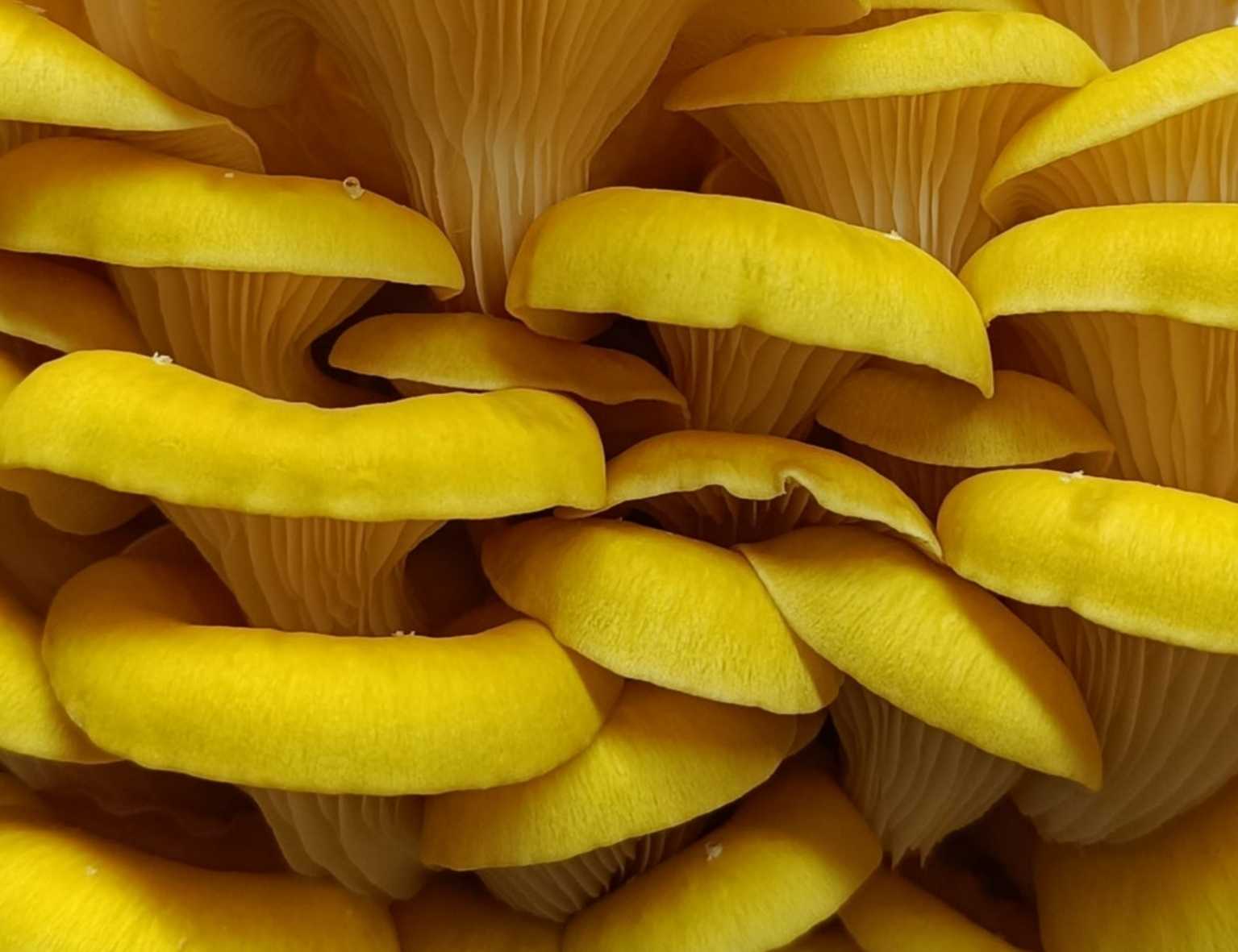 pleurote jaune frais cultivé en Drôme champignon frais pleurote jaune Naturélium pleurote citrinopileatus frais