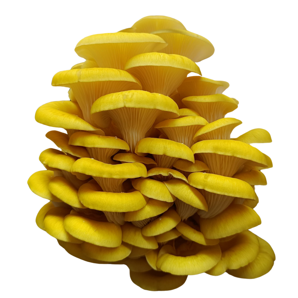 pleurote jaune frais cultivé en Drôme champignon frais pleurote jaune Naturélium pleurote citrinopileatus frais