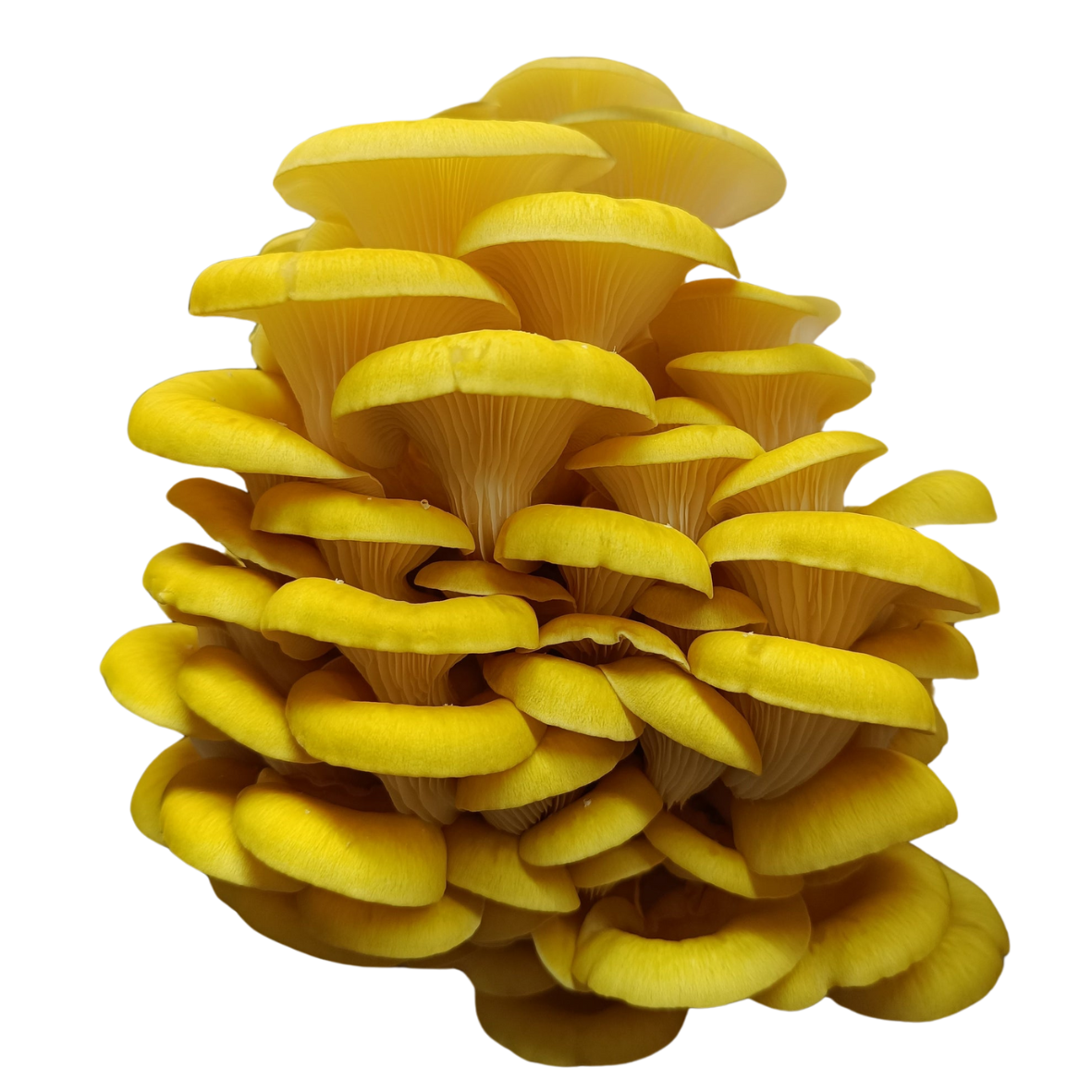 pleurote jaune frais cultivé en Drôme champignon frais pleurote jaune Naturélium pleurote citrinopileatus frais