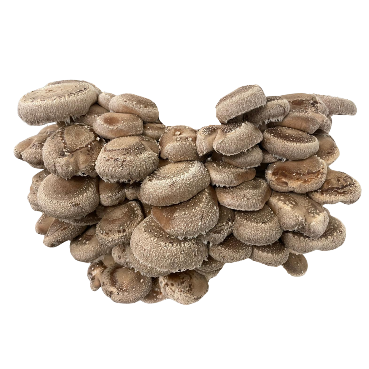 shiitake frais cultivé en drôme