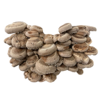 Le shiitake